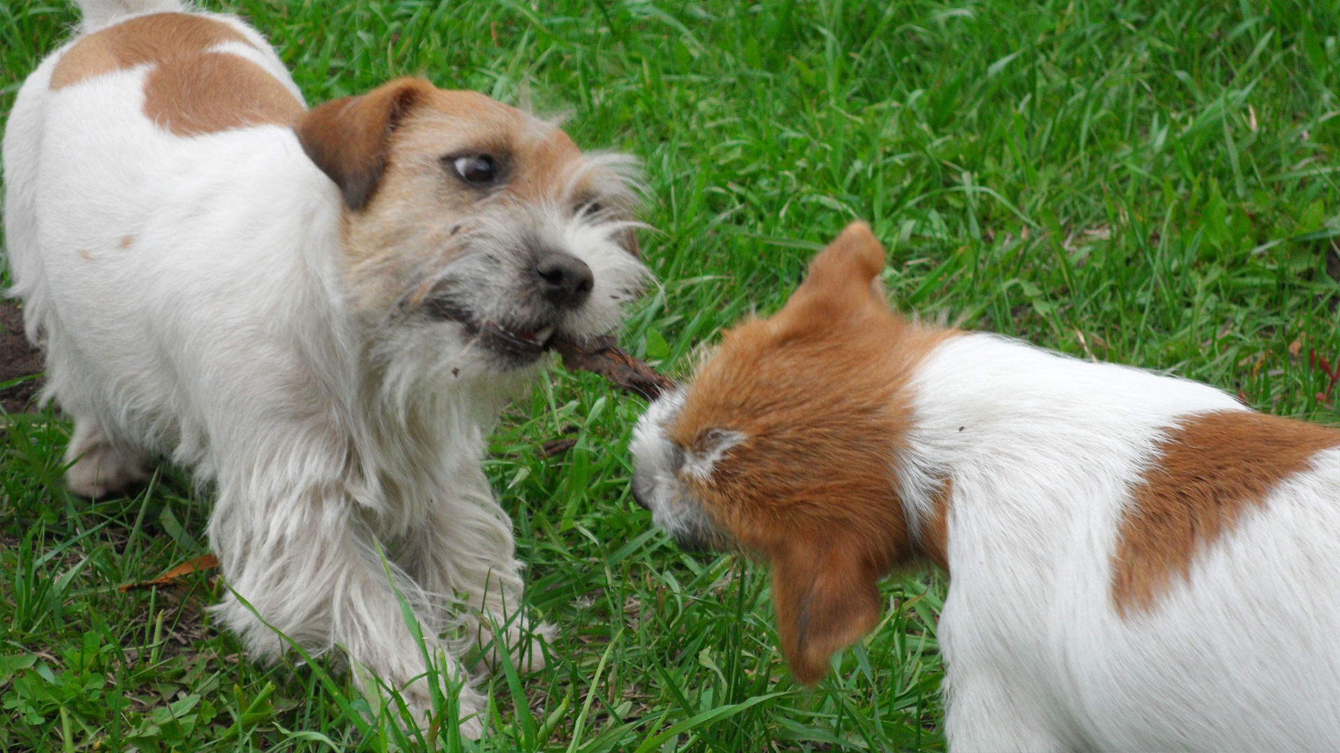 Питомник Витвикс — Jack Russell Terrier